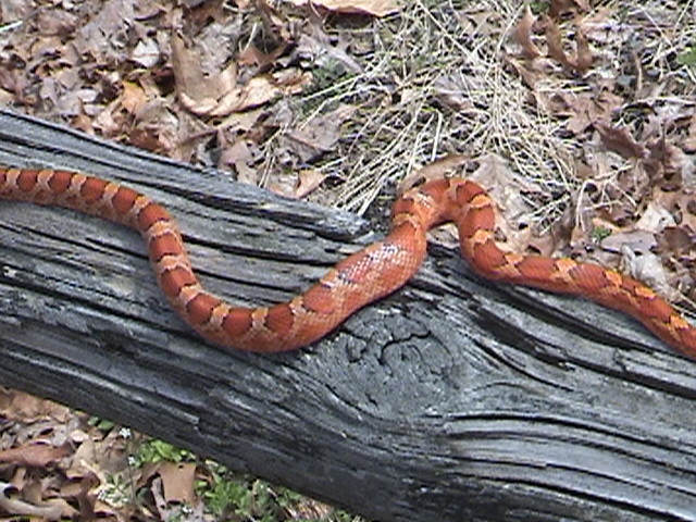 bloodred