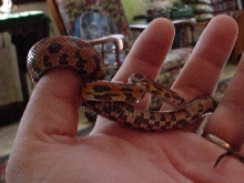 sheila 0.1