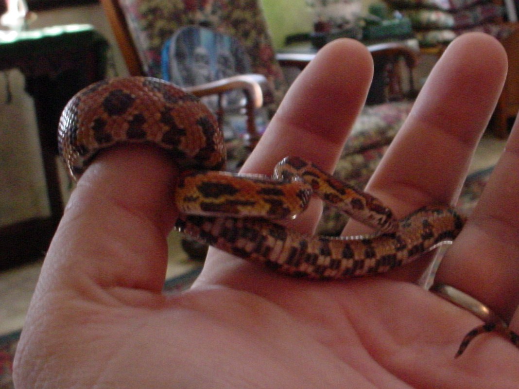 sheila 0.1