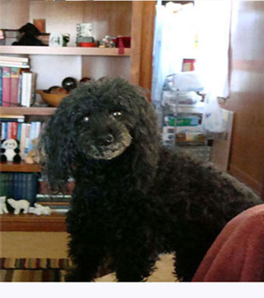 Lady at my desk
