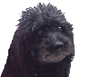 Lady's picture at the vet's
