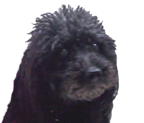 Lady's picture at the vet's