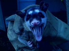 four eyed possums