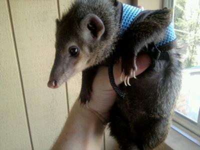 rifiki