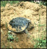 snapper