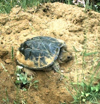 snapper