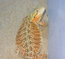 Zoe my 2 year old sandfire