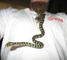A snake in the beard beats one in the grass