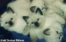 BaliChaton's Bali Babies