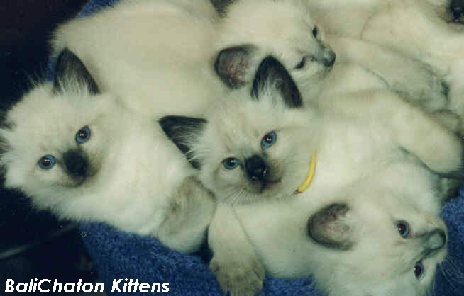 BaliChaton's Bali Babies