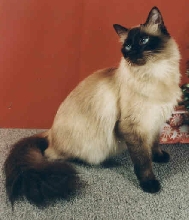 Holly Leilani Cassanova