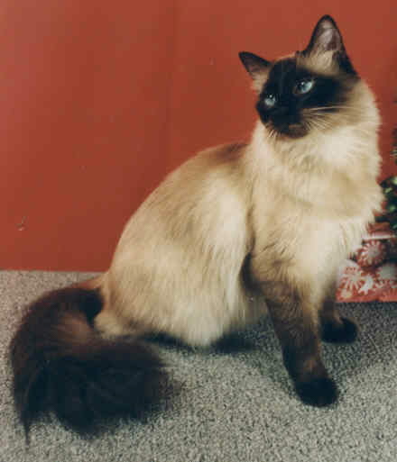 Holly Leilani Cassanova