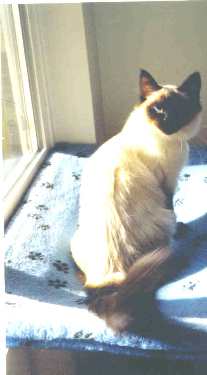 Holly II