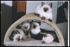 Our Holly II with her family