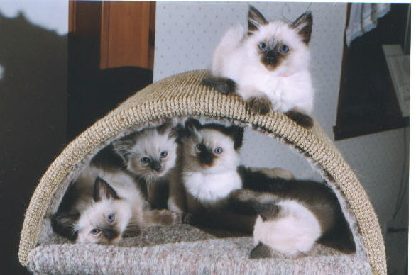 Our Holly II with her family
