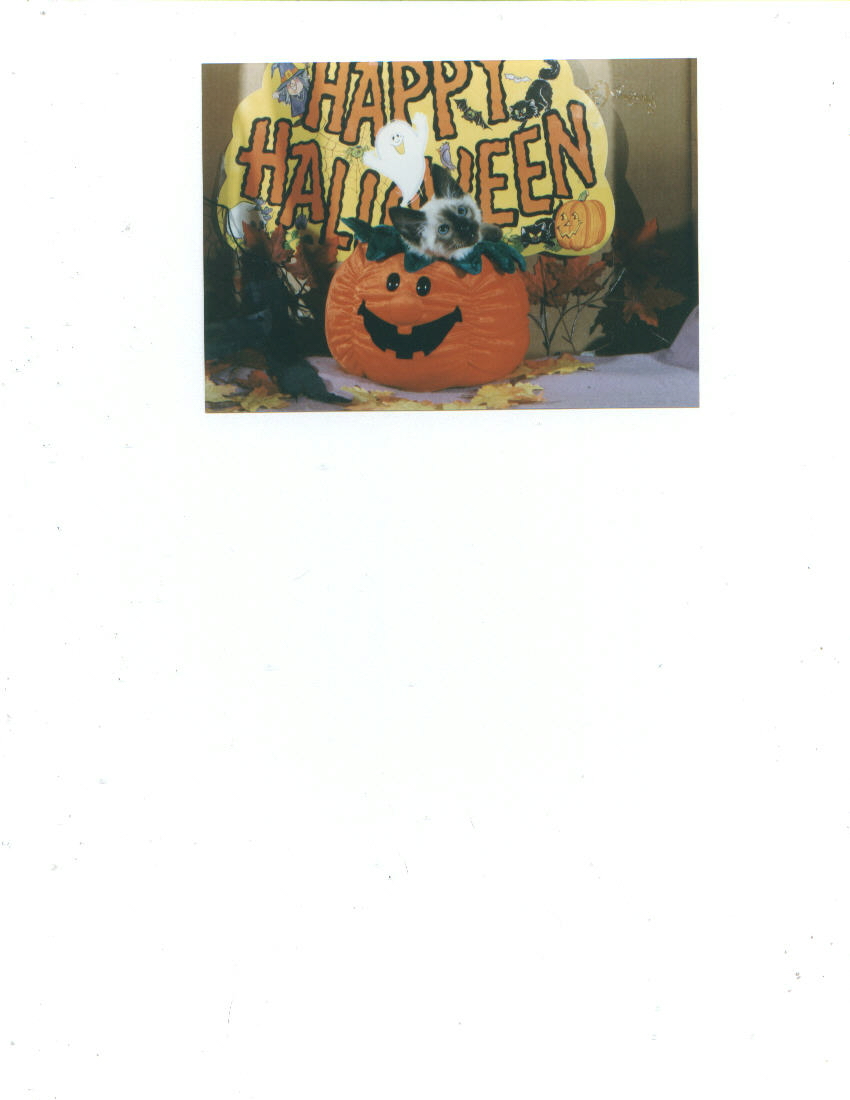 Sealpoint Balinese for Halloweeeney