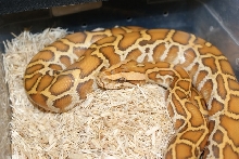 Caramel burmese