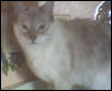 Sheba