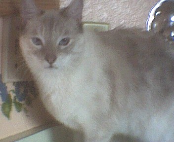 Sheba