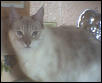 Sheba