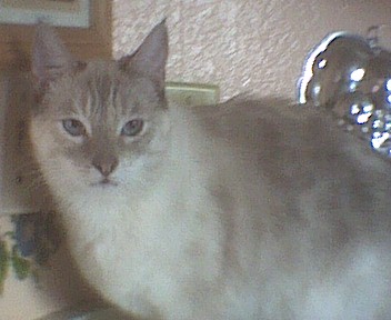 Sheba