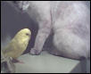Tabby and Precious