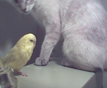 Tabby and Precious