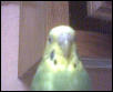 Here is Poof