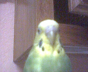 Here is Poof