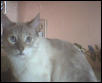 Twin sister Sheba