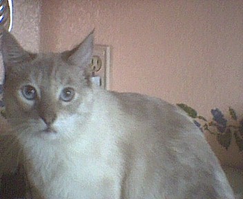 Twin sister Sheba