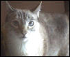 Tabby