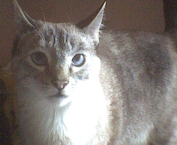 Tabby