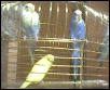 The cage