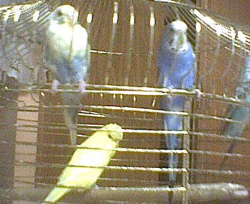 The cage