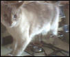 Sheba
