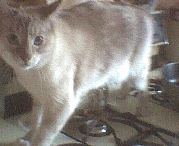Sheba