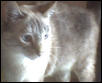 Tabby