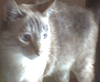 Tabby