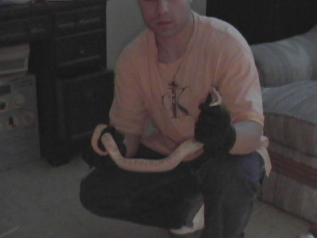 baby albino burmese