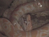 eating