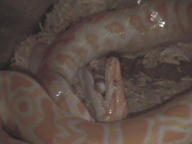 eating