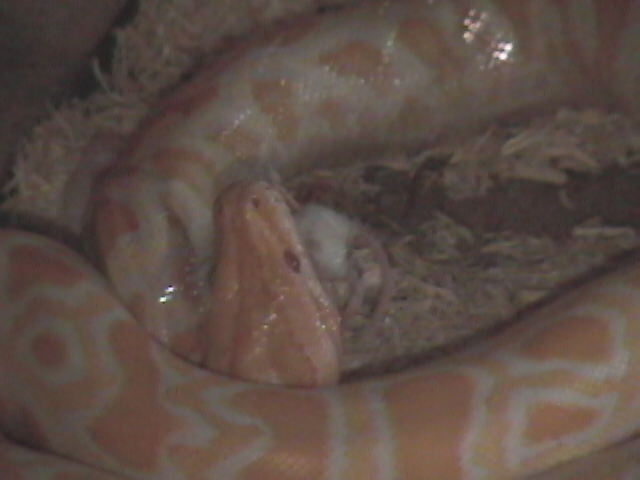 meal time