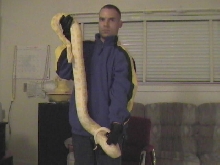 7 foot albino burmese python