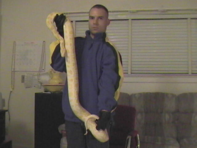 7 foot albino burmese python