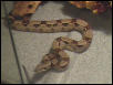 red tail