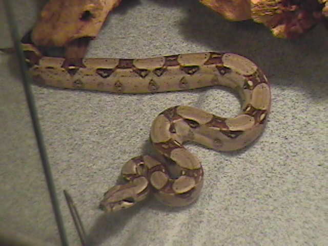 red tail