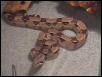 red tail