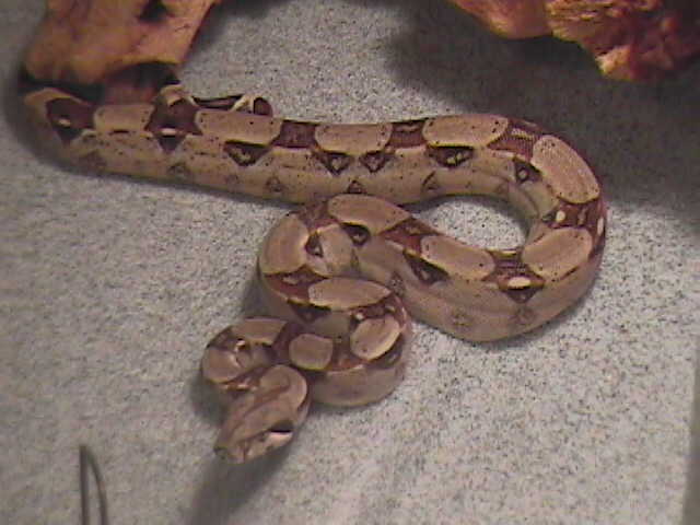 red tail