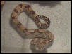 columbian red tail